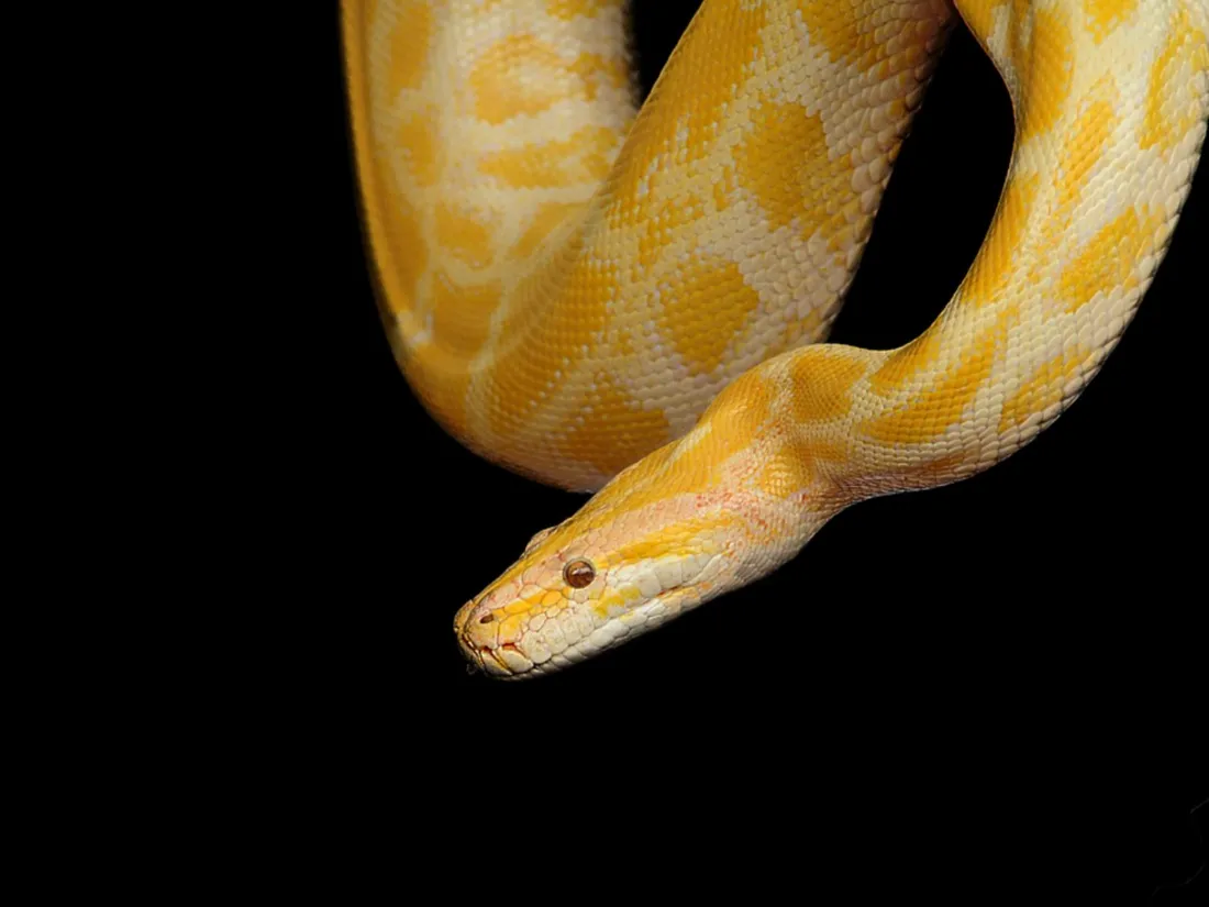 Imaginez, un beau canapé tout neuf avec un python caché à l'intérieur 